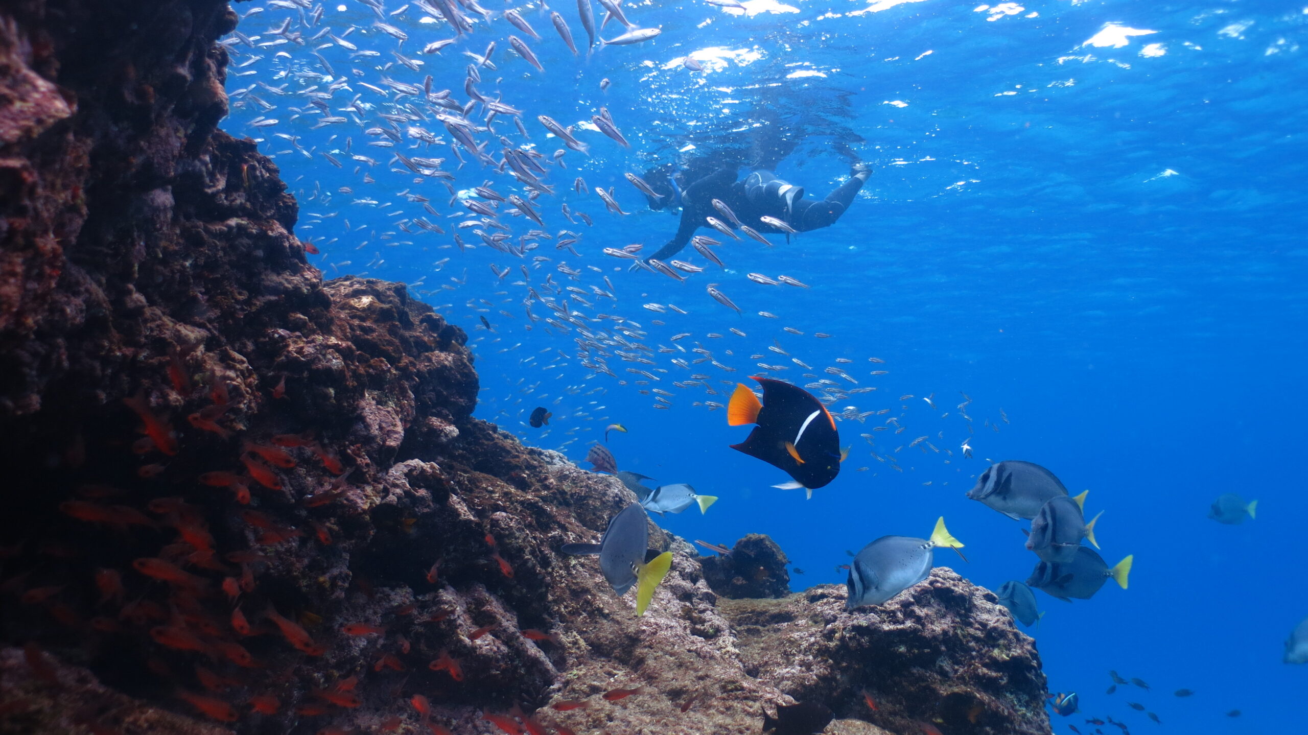 Scuba diver swimming near a coral reef with a large school of small silver fish surrounding them in clear blue water.