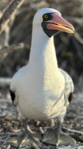 Close-up of a white seabird with a pink-orange bill, yellow eye, and black facial skin, standing on gravel.