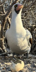 Close-up of a white seabird with a pink beak and dark facial patch, standing among branches; a cracked eggshell lies on the ground nearby.