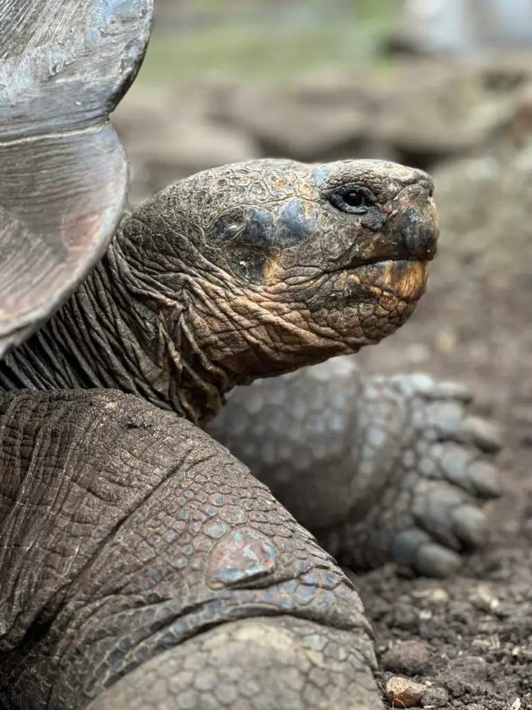 Close-up of a rugged tortoise head with textured brown skin and scaly neck, resting on dusty ground near its shell.