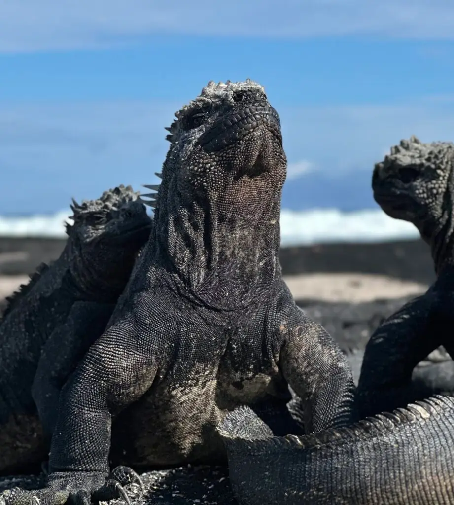 Close-up of a large black lizard with rough, pebbled scales against a blue sky and rocky beach backdrop.