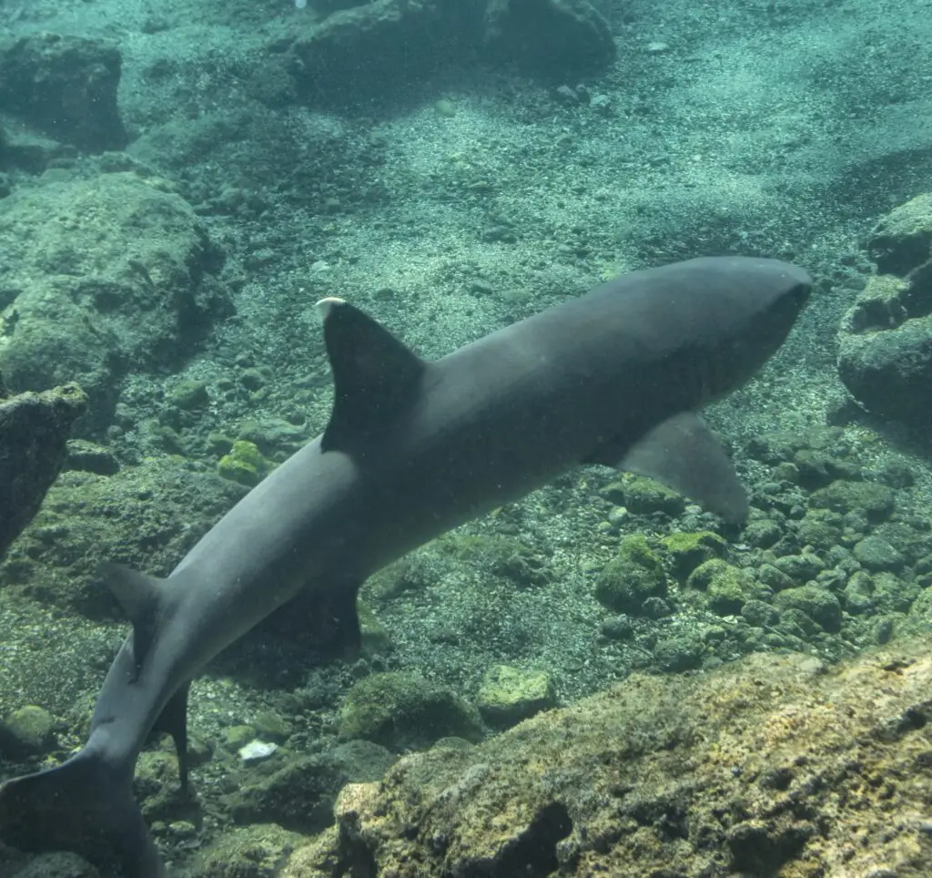 Underwater scene with a dark shark-like silhouette swimming over a rocky coral reef.