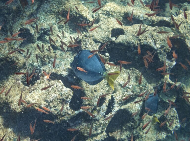 Many small orange fish swim around a rocky coral reef underwater, forming a loose school across the photo.
