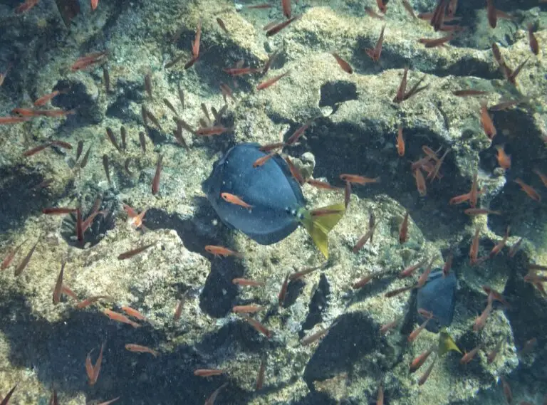 Many small orange fish swim around a rocky coral reef underwater, forming a loose school across the photo.