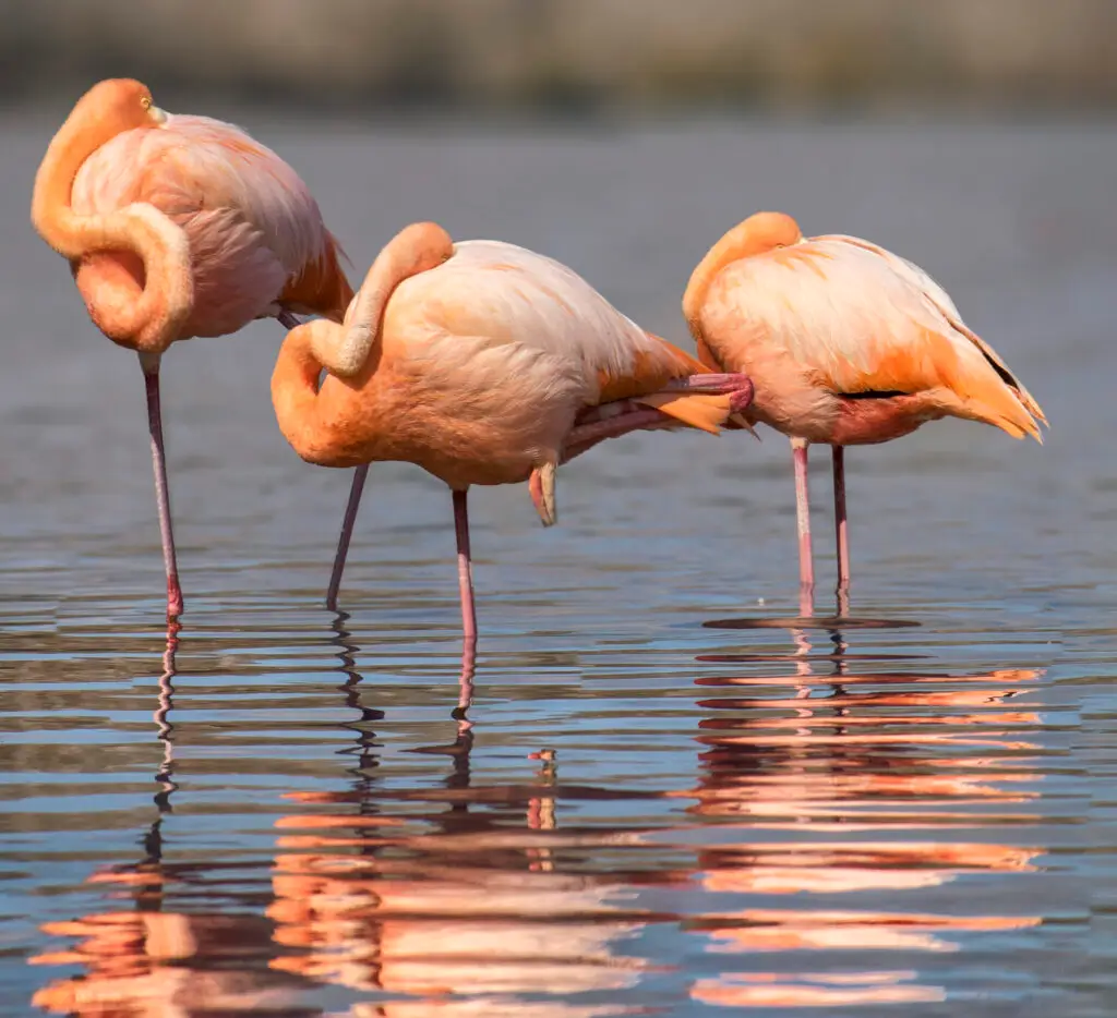Three pink flamingos stand in shallow water, some preening their necks, with reflections rippling in the calm surface.