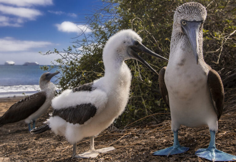 Two pelicans on a sandy beach, with a fluffy juvenile in the foreground and adults behind, ocean and blue sky in the background.