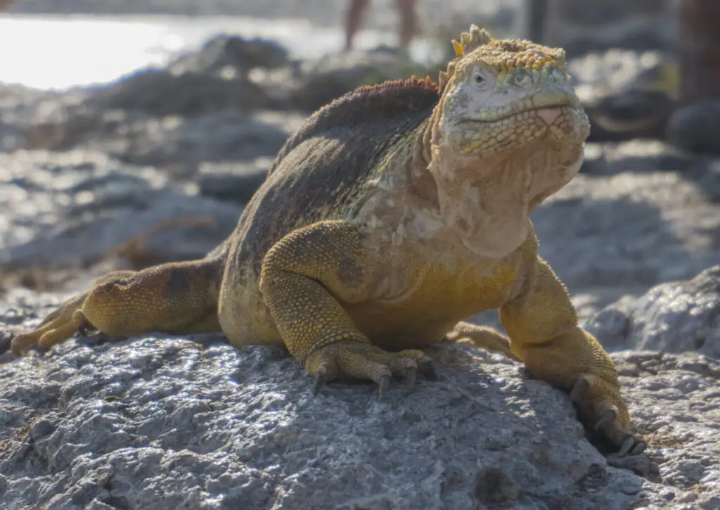 Iguana resting on rough gray rocks, facing the camera with yellowish scales and sharp claws visible on its front paws.