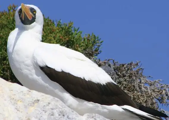 A large white seabird with a yellow beak perched on a rock against a bright blue sky, showing black wing tips in the foreground.
