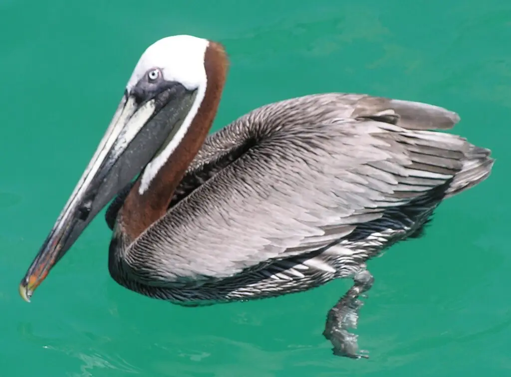 Close-up of a brown pelican with a long beak gliding over bright green water, head turned to the side (informative, wildlife photo).