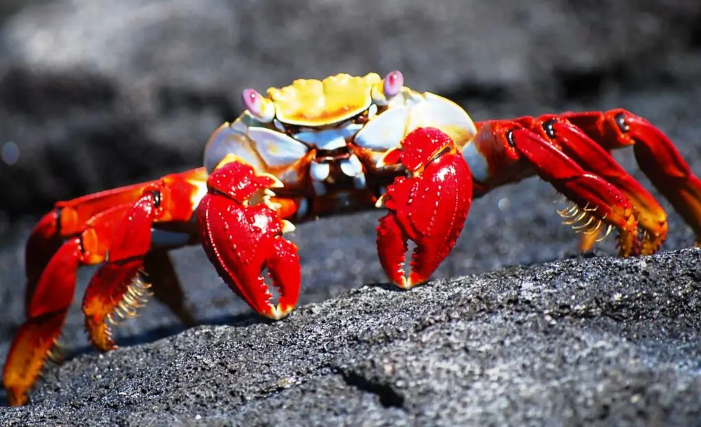 Red crab with a yellowish carapace on dark volcanic rock.