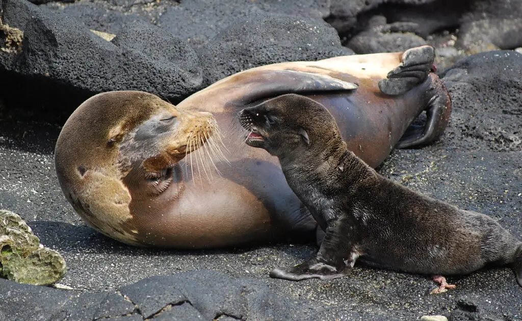 Adult seal lying on dark volcanic rocks with a seal pup nuzzling its nose, showing a tender moment on a rocky shore.