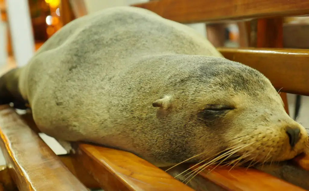 Sleeping seal resting on a wooden bench indoors, eyes closed and whiskers visible