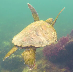 Sea Turtle 2 - Equator Expeditions Sea turtle swimming underwater in greenish water with seaweed in the background, showing its shell and flippers.