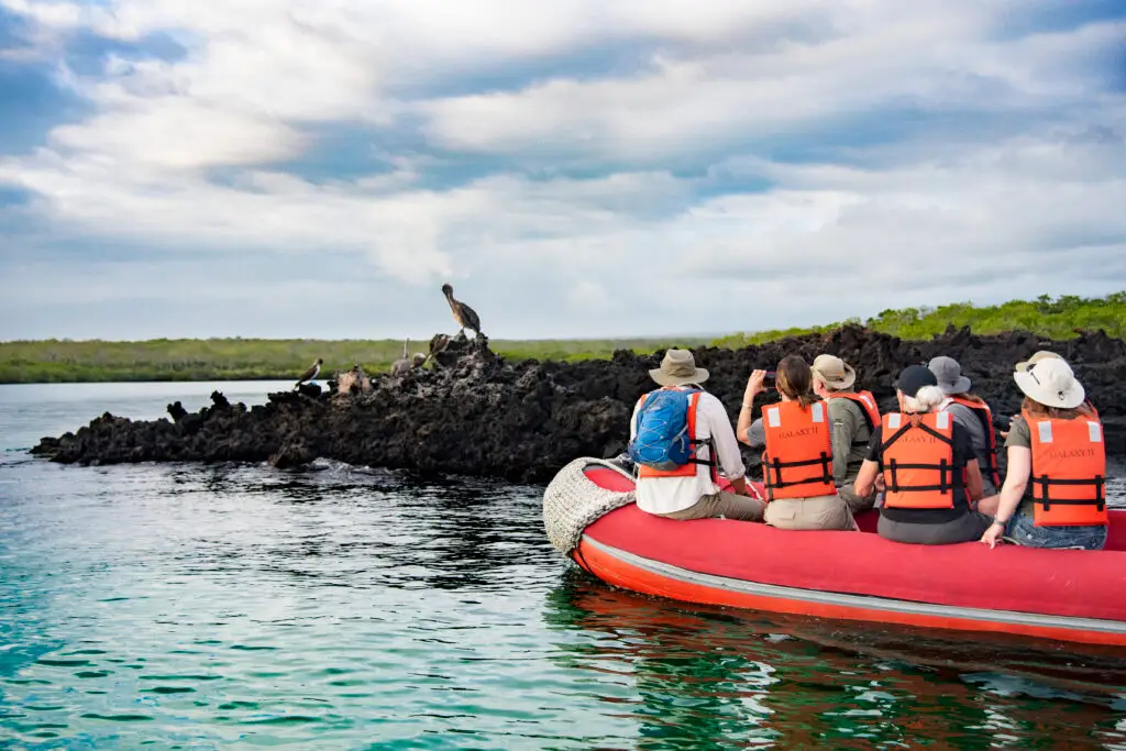 Seabirds perched on jagged rocks along a calm shoreline with a grassy marsh in the distance.