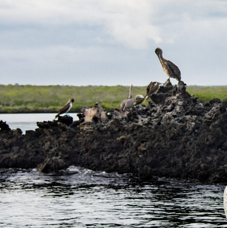 Seabirds perched on jagged rocks along a calm shoreline with a grassy marsh in the distance.