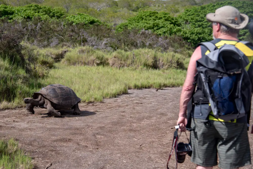 Large tortoise walking on a dirt path with green grass in the background.