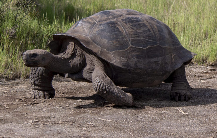 Large tortoise walking on a dirt path with green grass in the background.