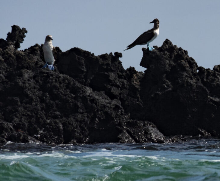 Two blue-footed boobies perched on dark volcanic rocks above turquoise water under a clear blue sky, by the sea.
