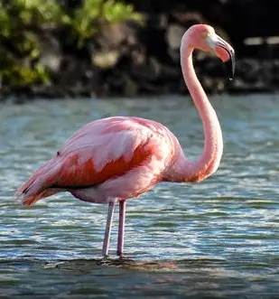 Pink flamingo standing in shallow water with a curved neck and pink plumage.