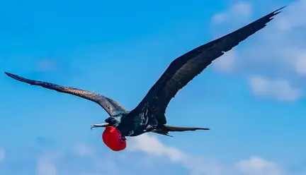 Dark seabird in flight with a bright red balloon hanging from its beak against a blue sky.