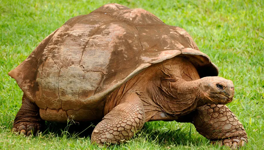 Slow-moving tortoise with a large brown shell walking on green grass.