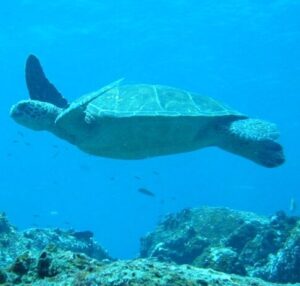 galapagoscruise-galapagostours-Yatchanahi - Equator Expeditions Sea turtle gliding over a coral reef in clear blue ocean water