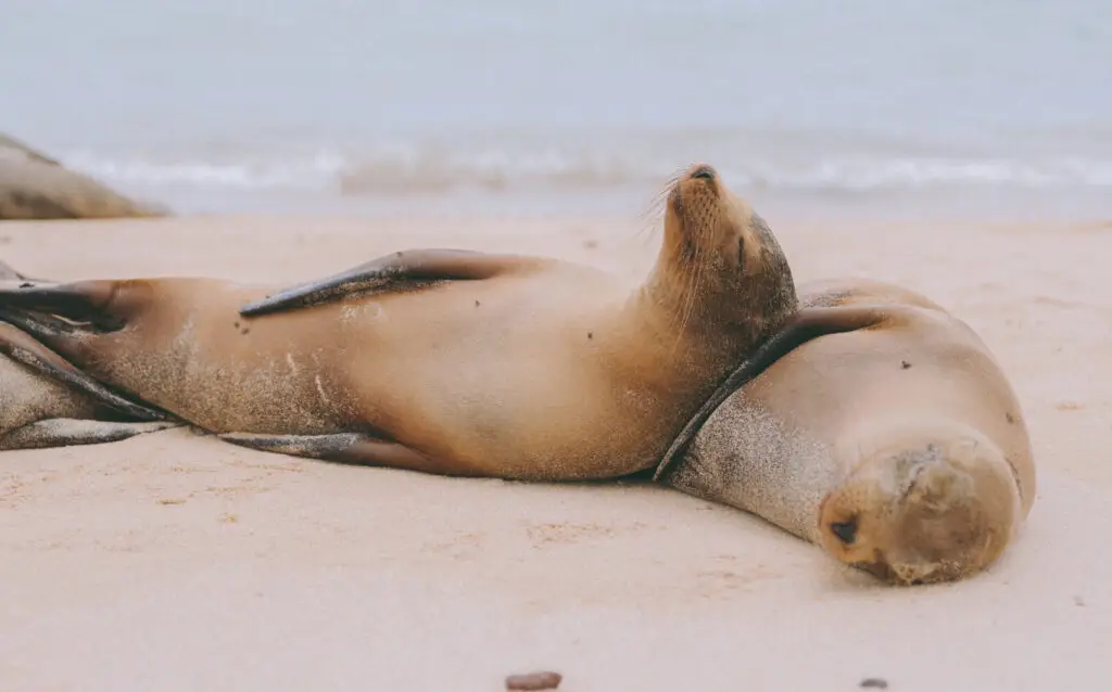 Seated or reclining seal on sandy beach with the ocean in the background, facing upward with its head raised.
