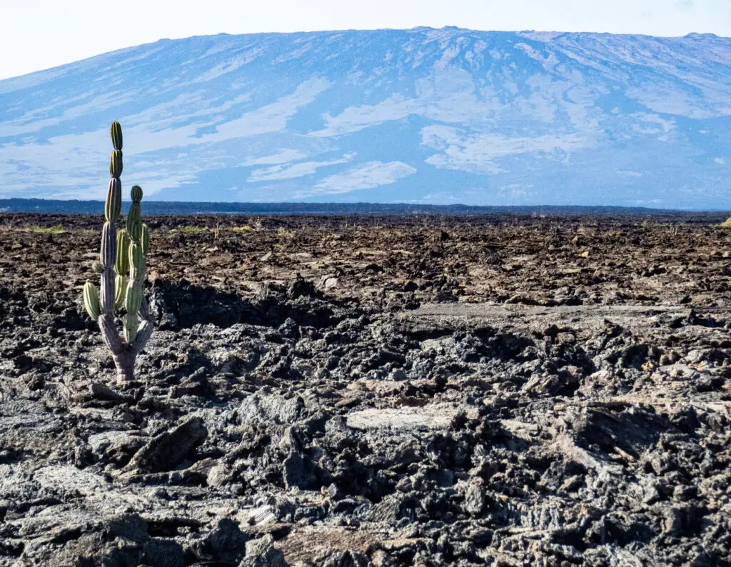 Tall cactus rising from a rough lava field with a blue mountain range in the distance under a clear sky.