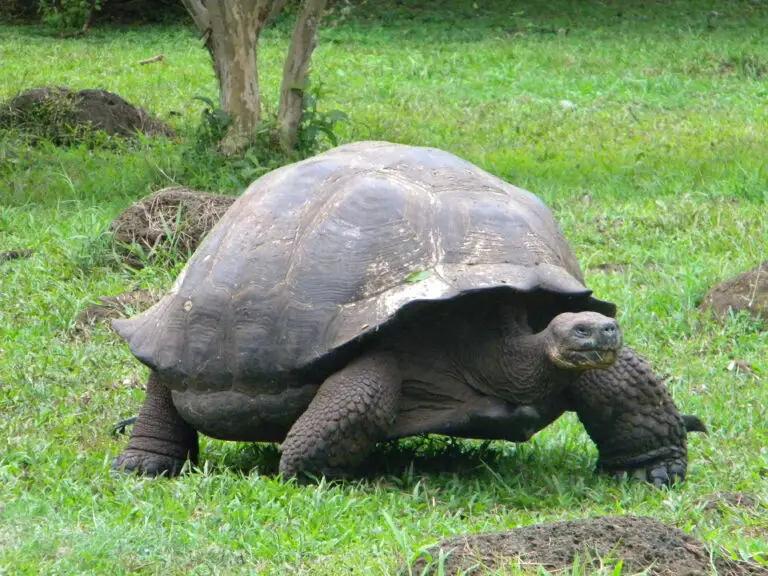 things to do in galapagos
