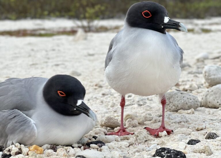 Two black-headed gulls on a rocky beach, one standing and the other resting on the gravel.