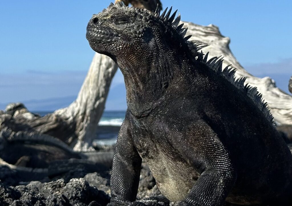 Close-up of a black iguana with a spiny crest, perched on rugged volcanic rocks by the sea and driftwood in the background.