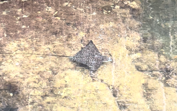 ray