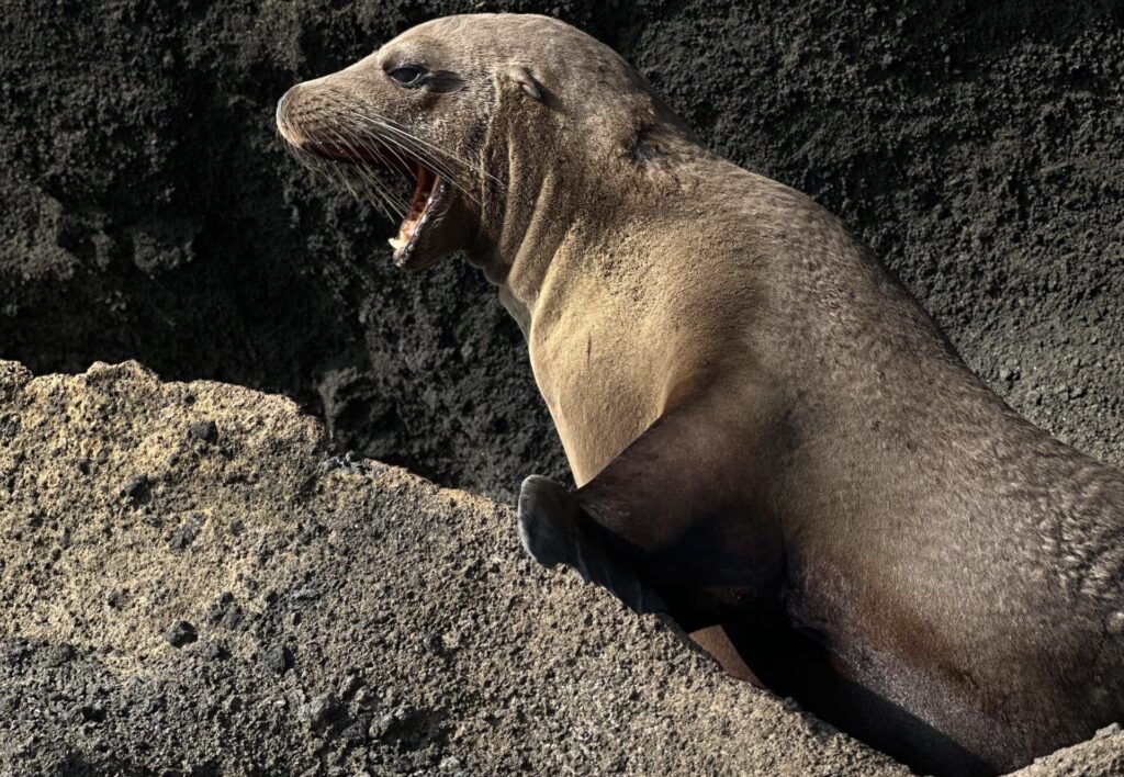 Seal yawns or vocalizes on dark, rough lava-like rocks along a shore.