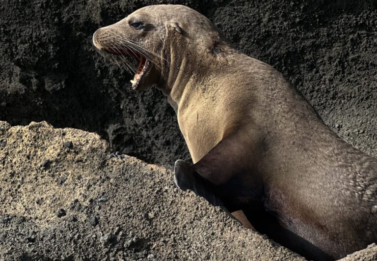 Seal yawns or vocalizes on dark, rough lava-like rocks along a shore.