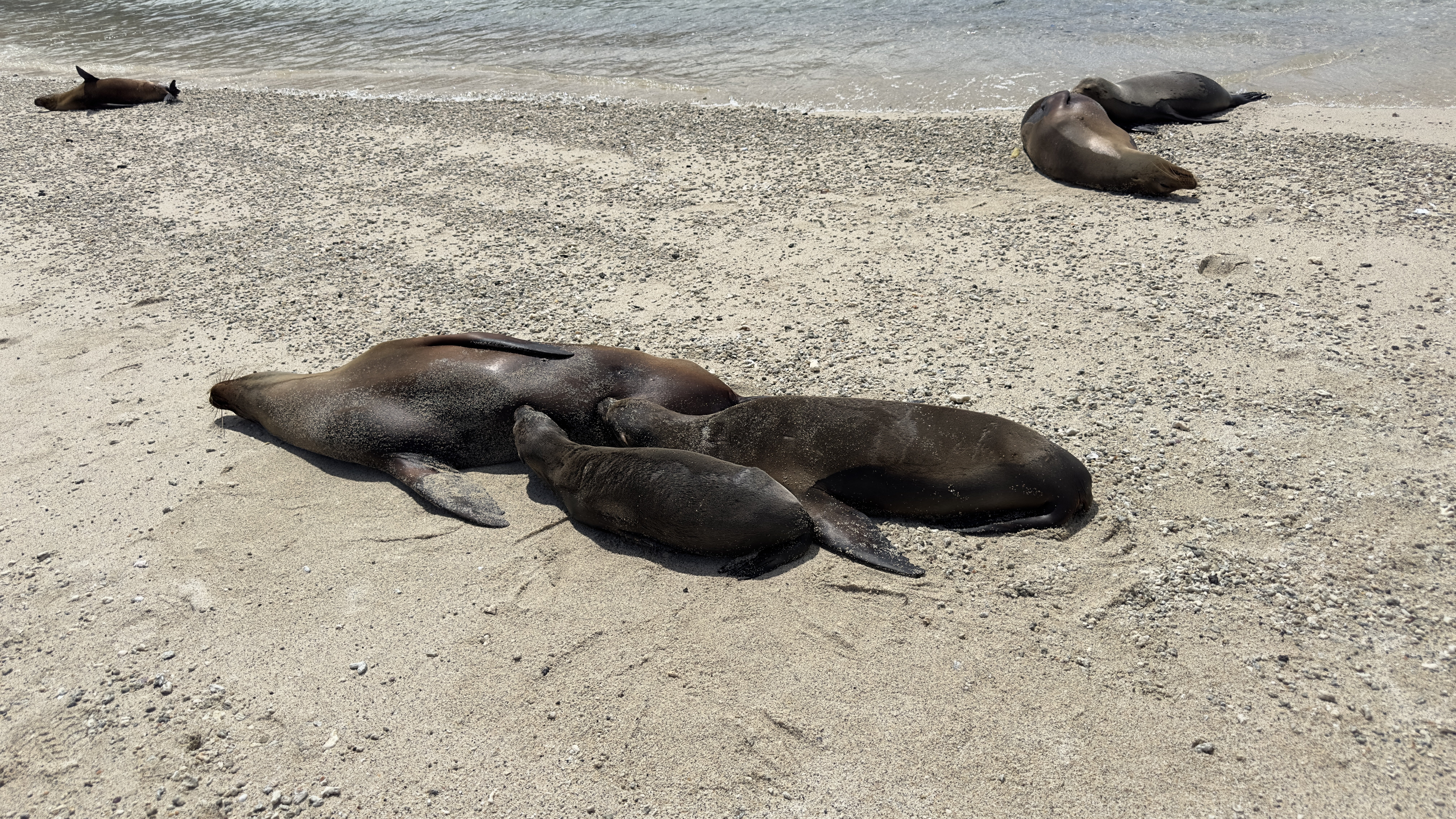 sea lion mommy