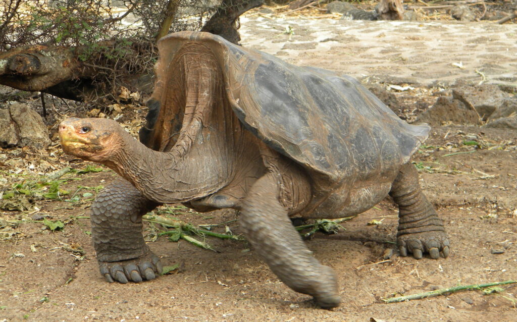 A large land tortoise with a worn, textured shell and wrinkled neck moving across dirt and sparse vegetation.