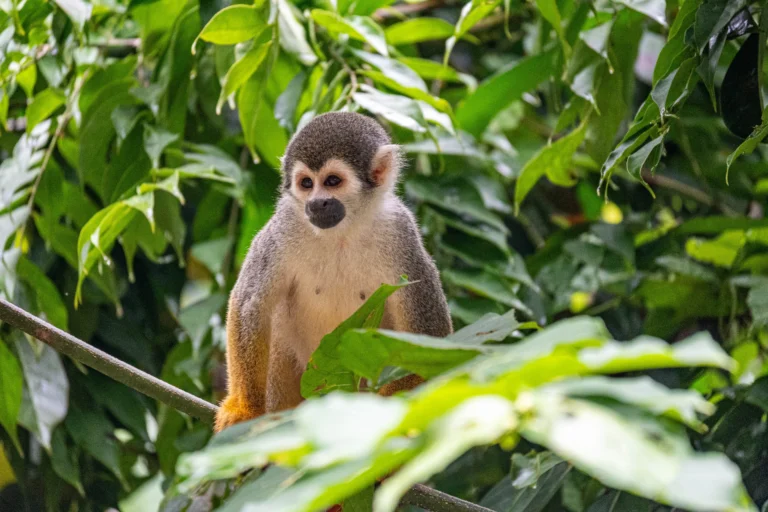 amazon wildlife