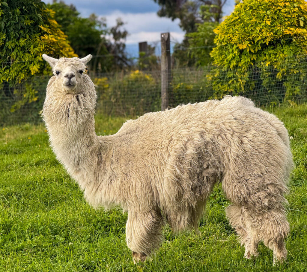 Two llamas standing in a grassy field behind a wire fence, with green shrubs and a blue sky in the background.