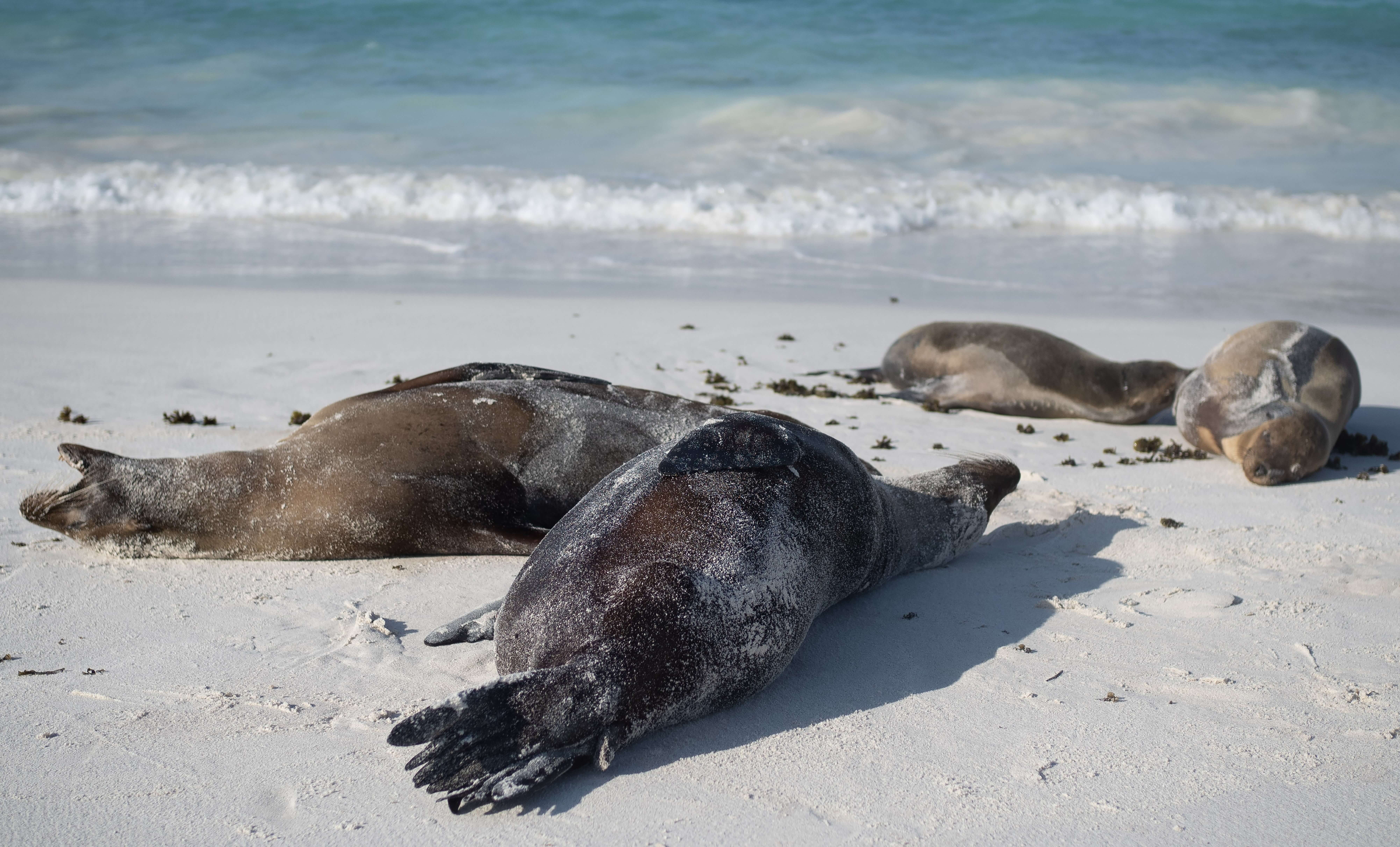 Several seals bask on a white sandy beach with gentle waves rolling in.