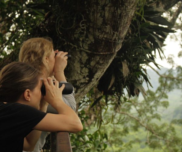 Two people binoculars-viewing a valley from a lookout amid trees, standing at a railing.
