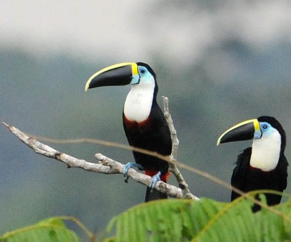 Two toucans perched on a thin branch among green leaves, displaying their yellow-and-black beaks and blue facial patches.