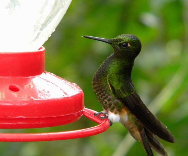 Green hummingbird perched on a red feeder, nectar container visible as it feeds or rests nearby.