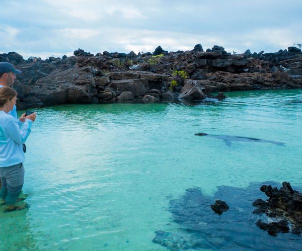 Two people wearing light blue shirts stand in shallow turquoise water near a jagged rocky shoreline, looking at their phones as a dark shape of a large marine animal appears near the surface in front of them.