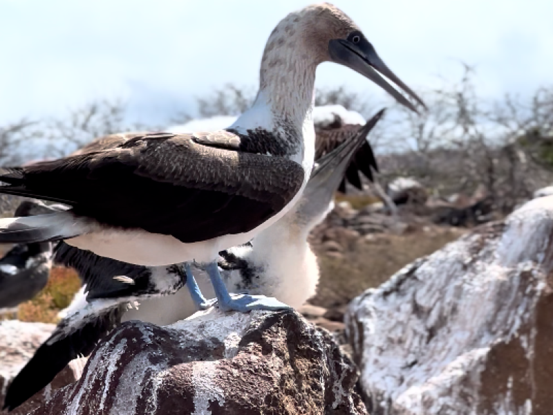 FROM SANTA CRUZ ISLAND