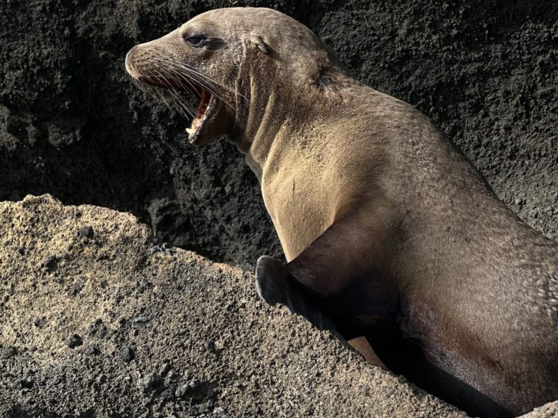 Dia 2. Sea Lion