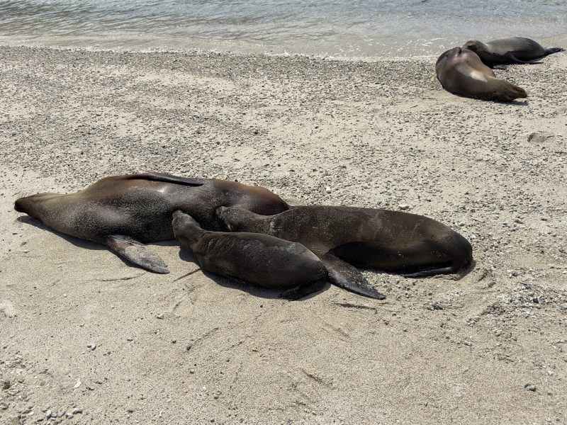 Dia 2. Sea lion Mommy